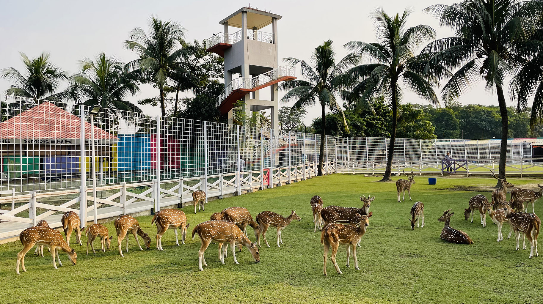 Deer
