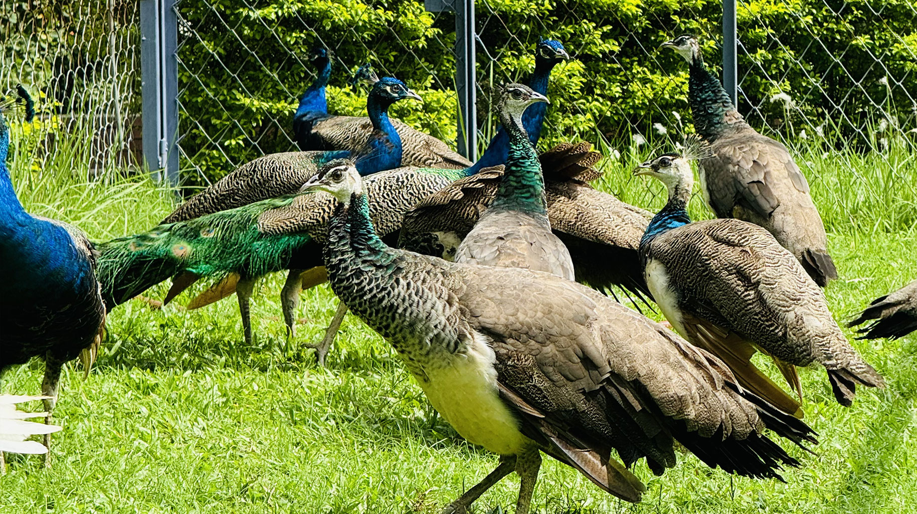 Peacocks