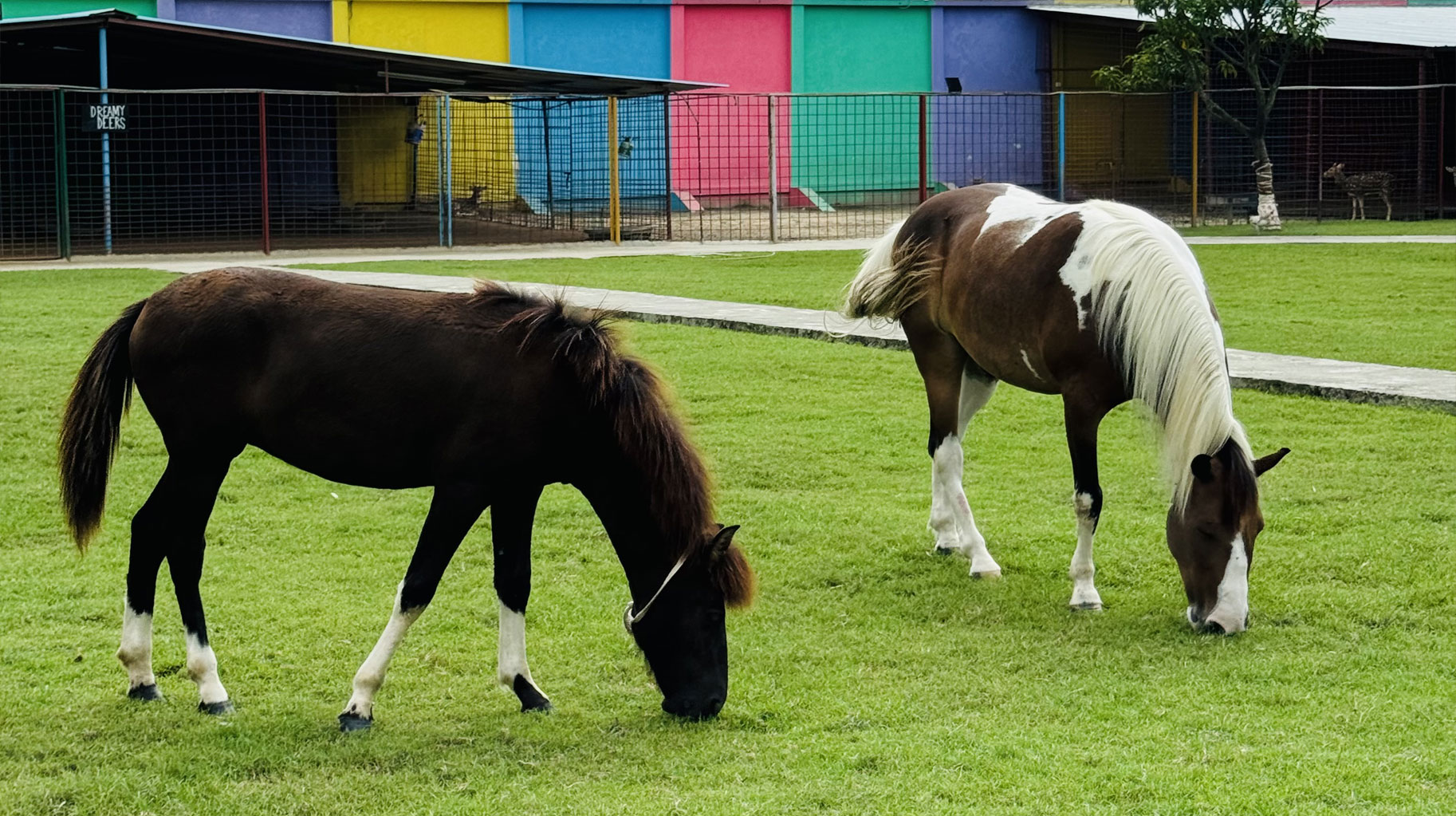 horse